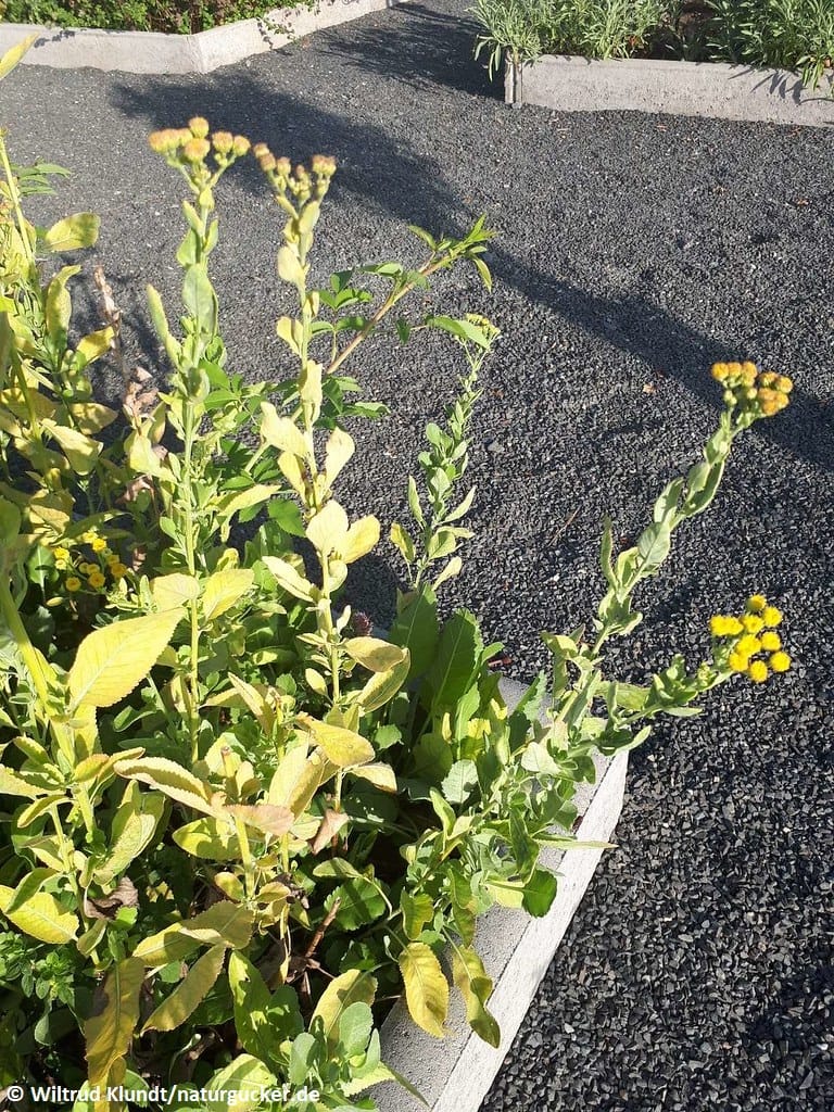 Balsamkraut mit gelben Blüten im Garten