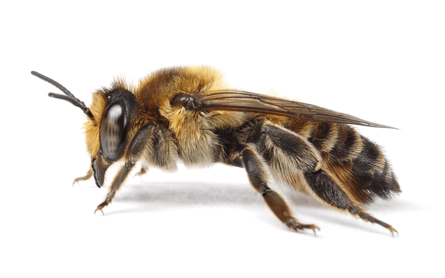 Megachile Maritima