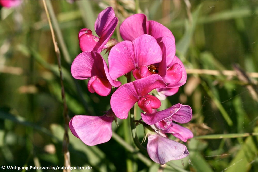 Verschiedenblättrige Platterbse in Rosa-Violett blühend