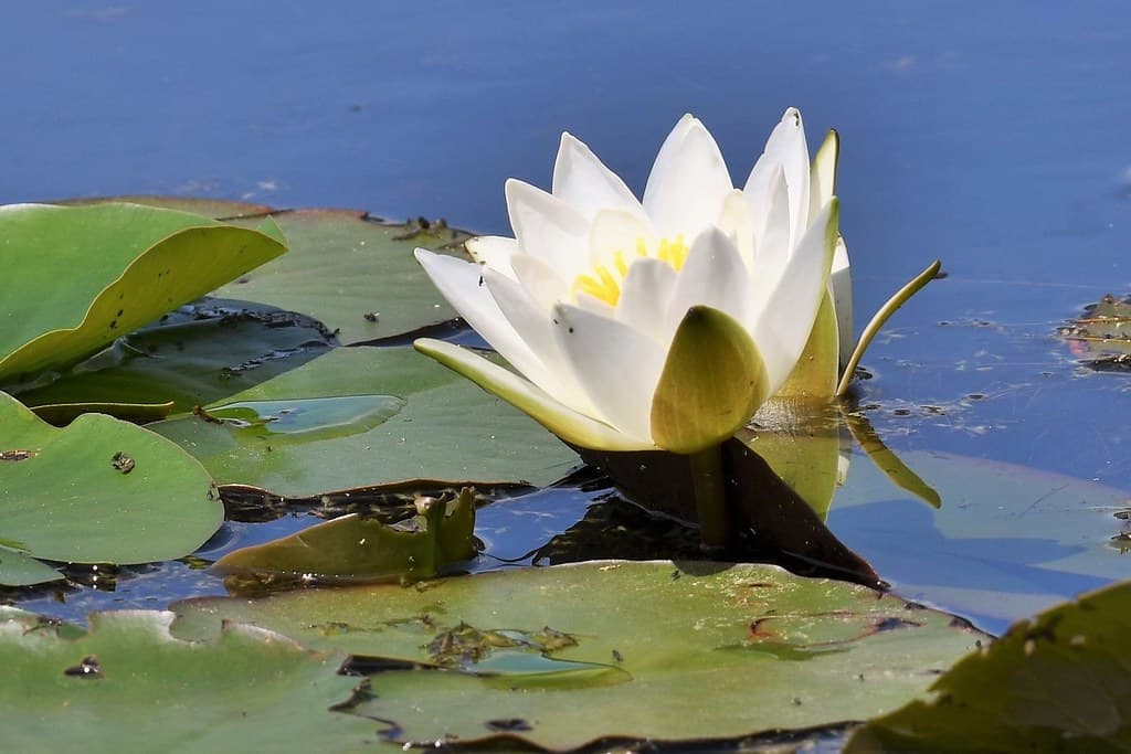 Weiße Seerose blüht in Seerosenteich