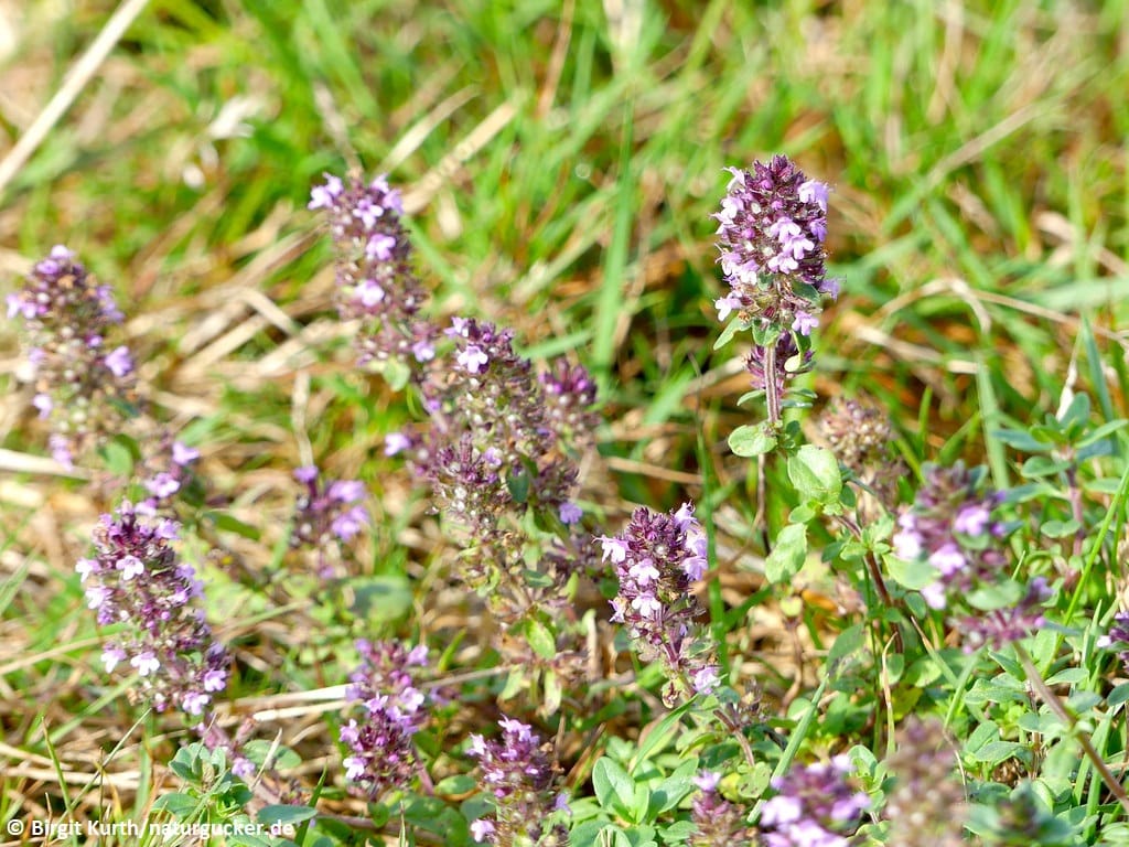 Gewöhnlicher Dost in voller Blüte im Gras