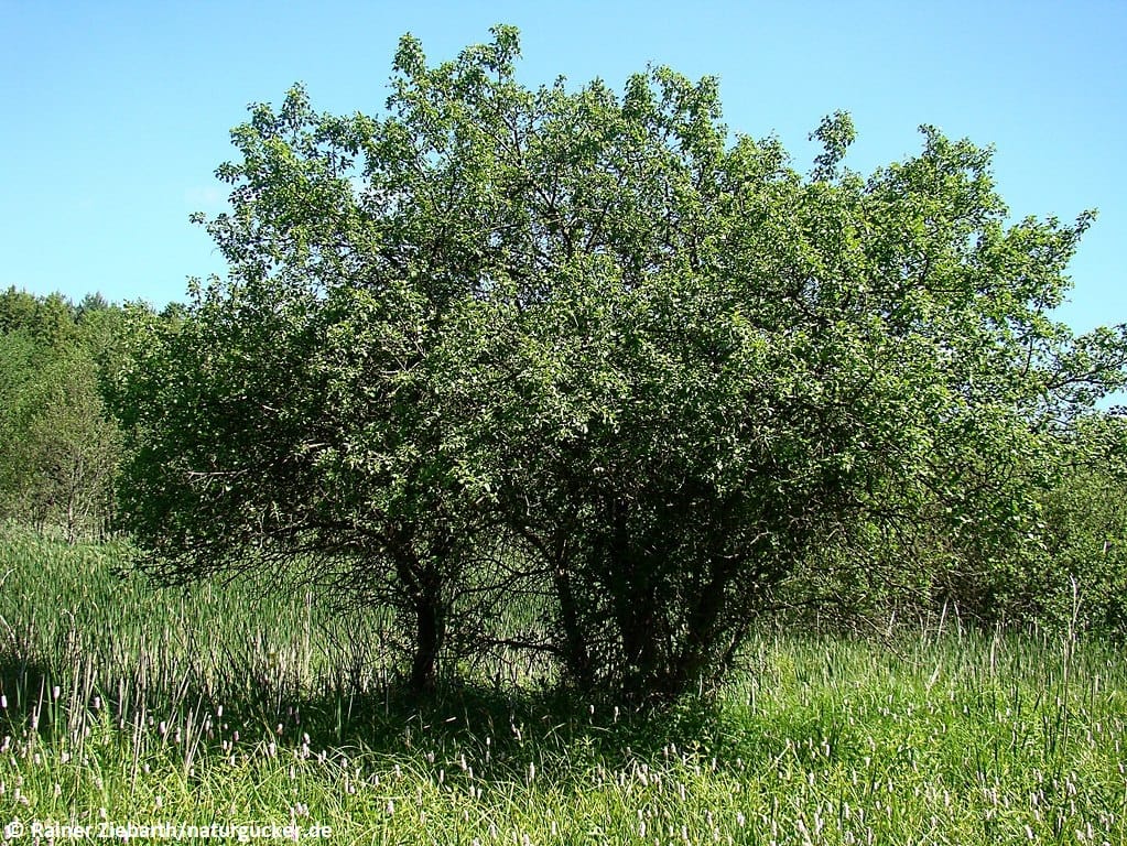 Purgier-Kreuzdorn im Frühjahr mit grünem Laub