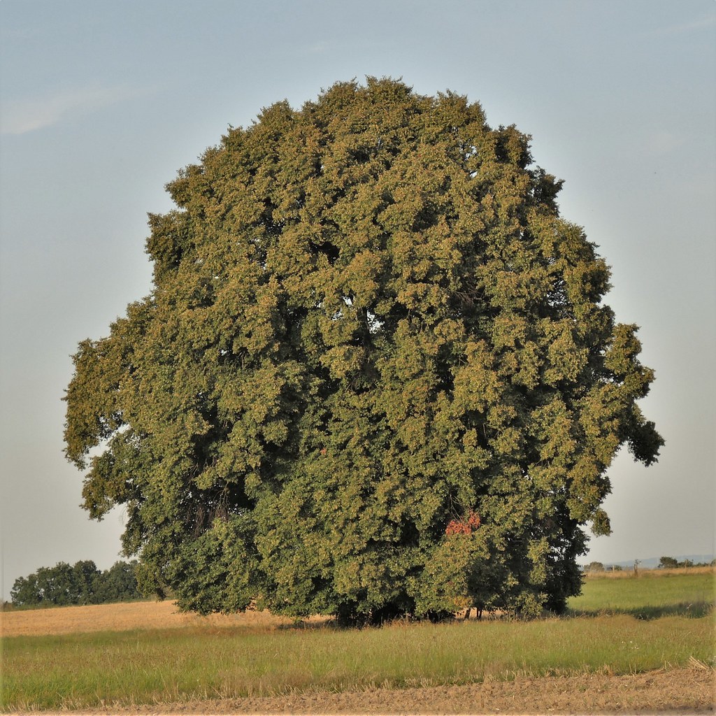 Winterlinde (Tilia cordata)