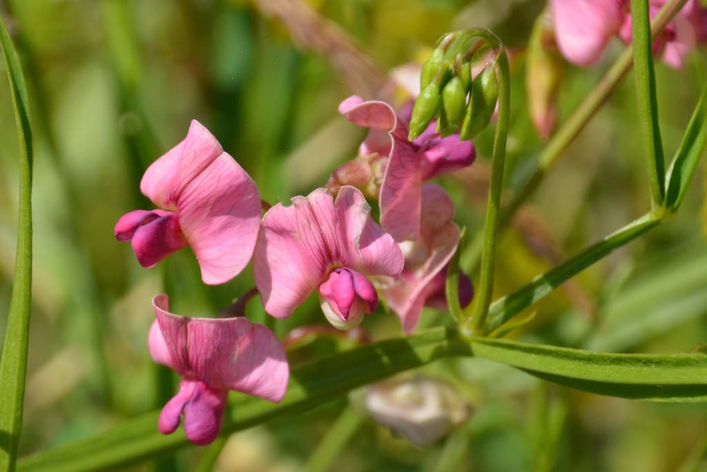 Wald-Platterbse mit rosa Blüten