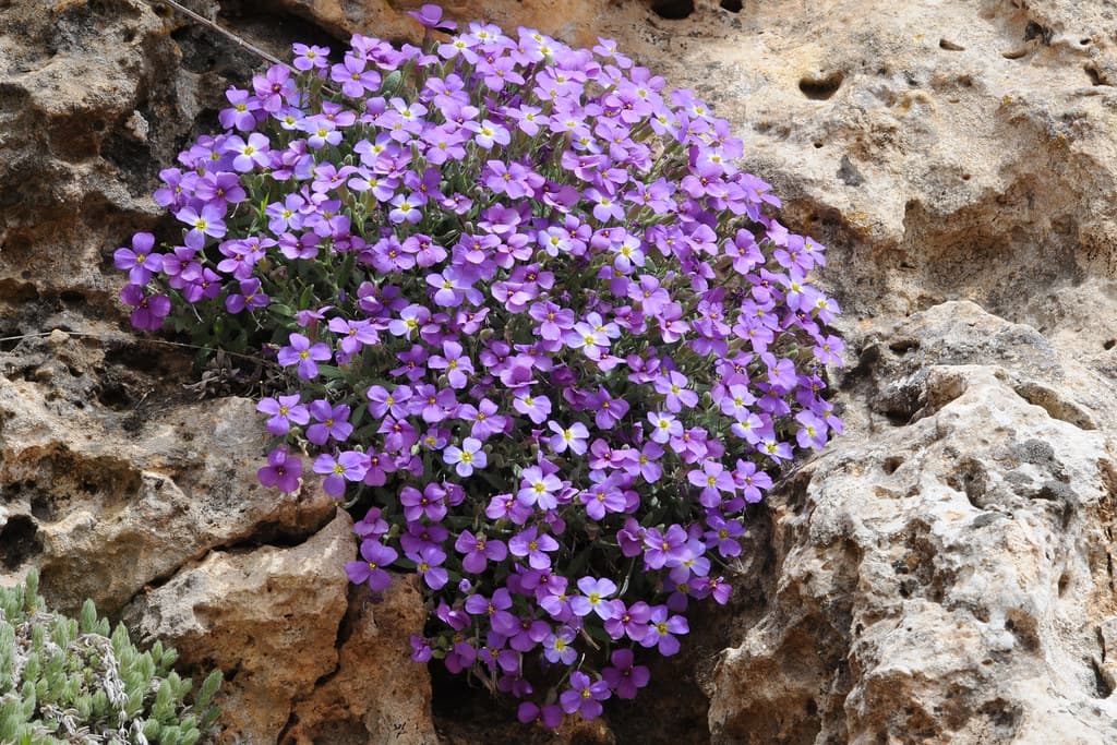 Griechisches Blaukissen in voller Blüte an Felswand
