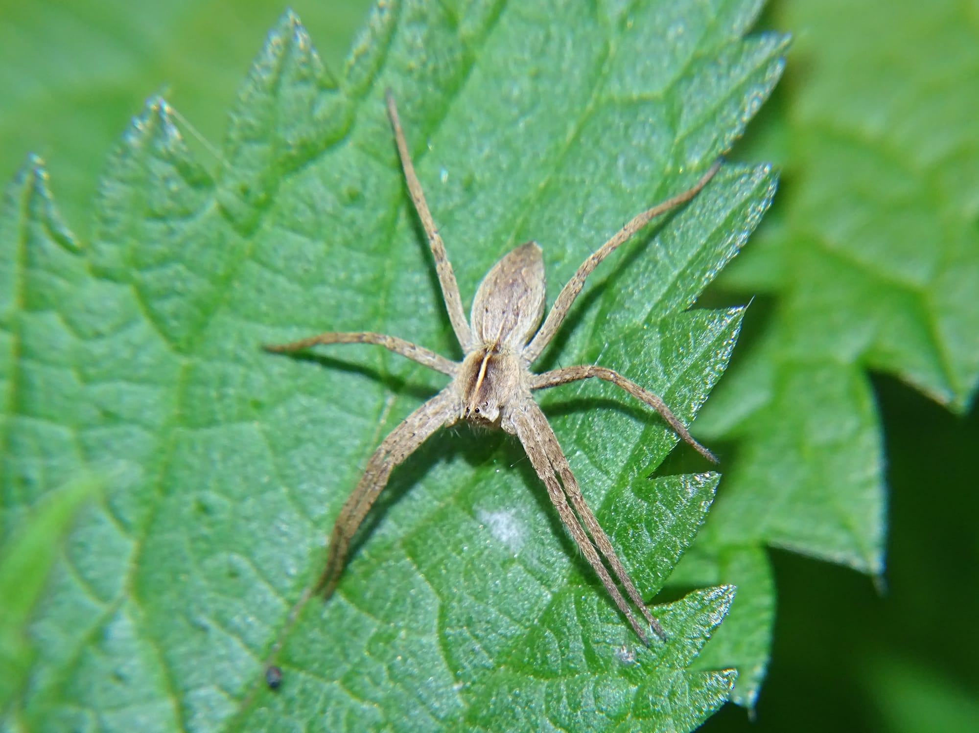 Listspinne auf grünem Blatt