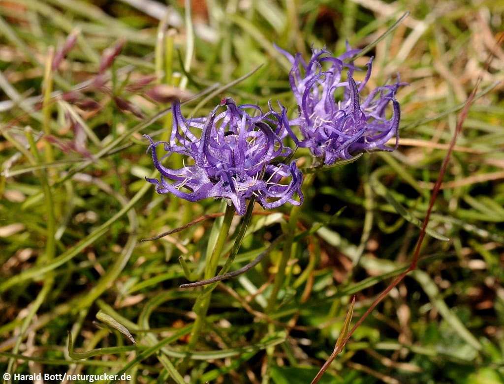Kugelige Teufelskralle in voller Blüte