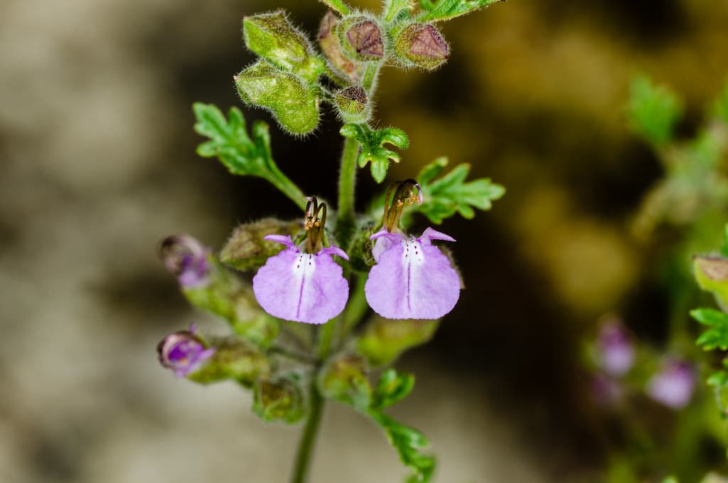 Trauben-Gamander mit violetten Blüten