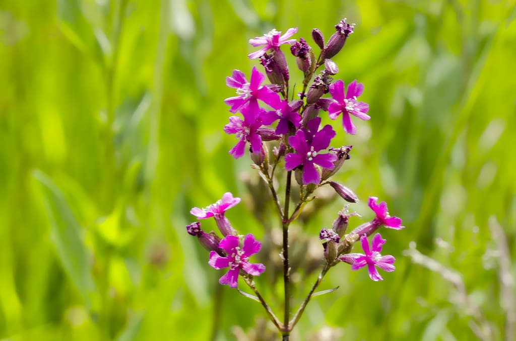 Gewöhnliche Pechnelke mit magentafarbenen Blüten