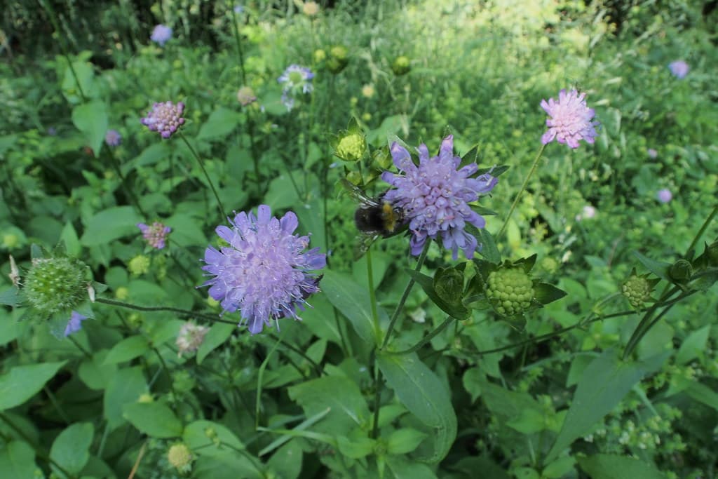 Wald-Witwenblume mit Biene beim Blütenbesuch
