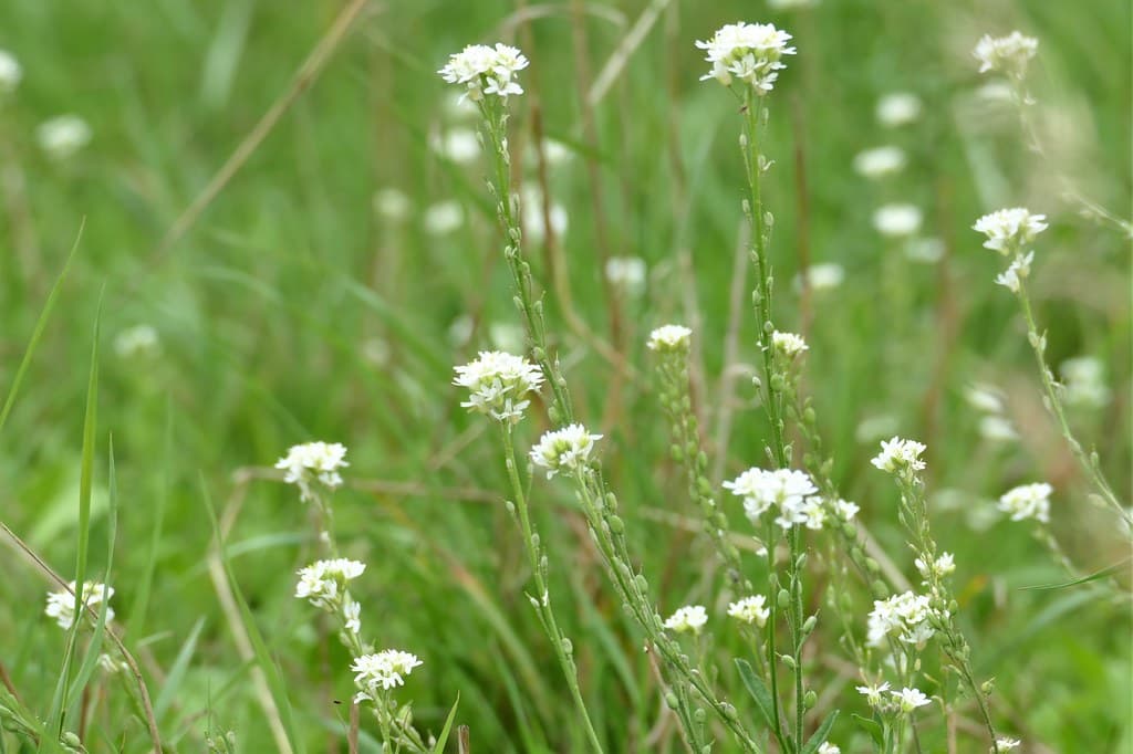 Graukresse blühend in Wiese mit weißen Blüten