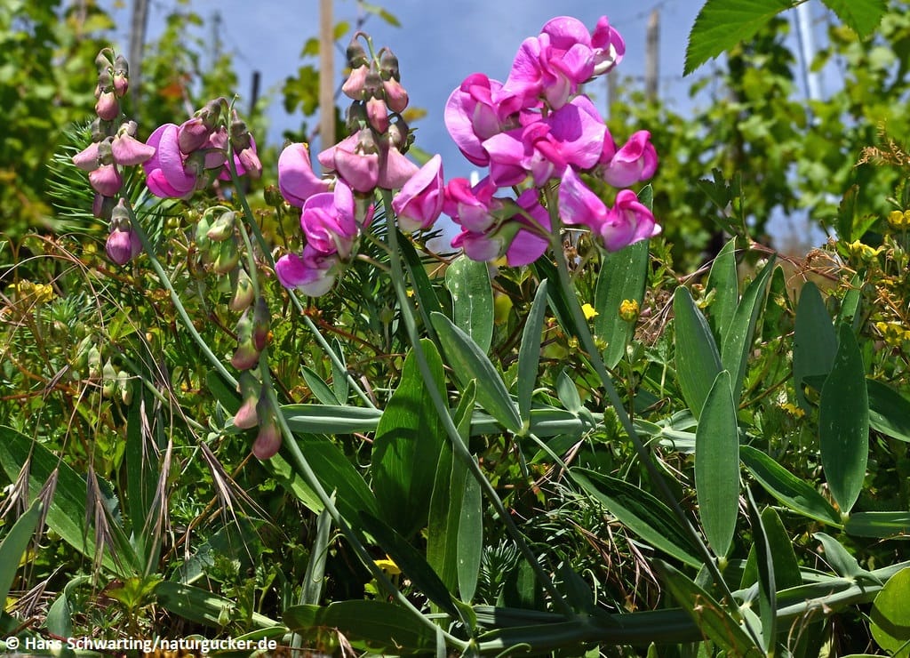 Breitblättrige Platterbse in voller Blüte