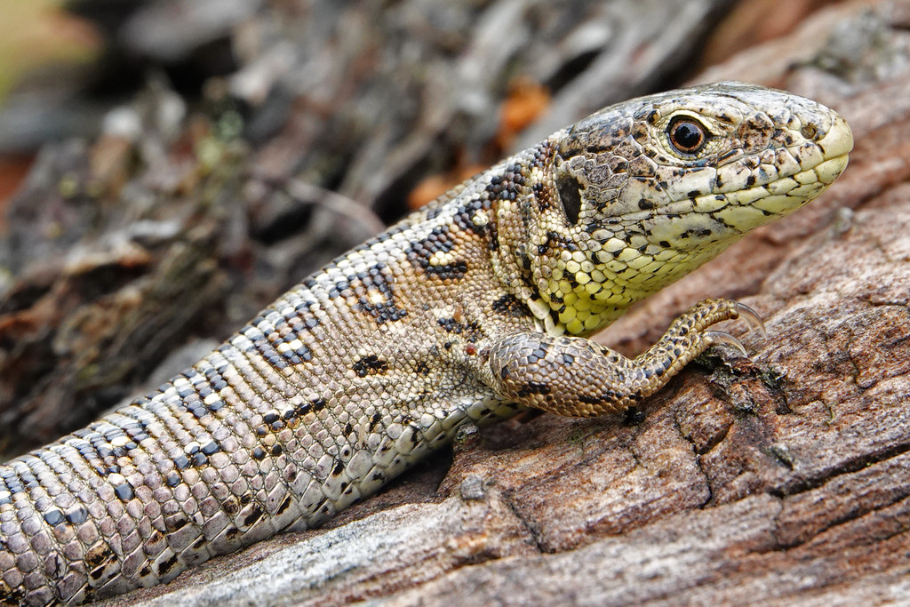 Lacerta Agilis