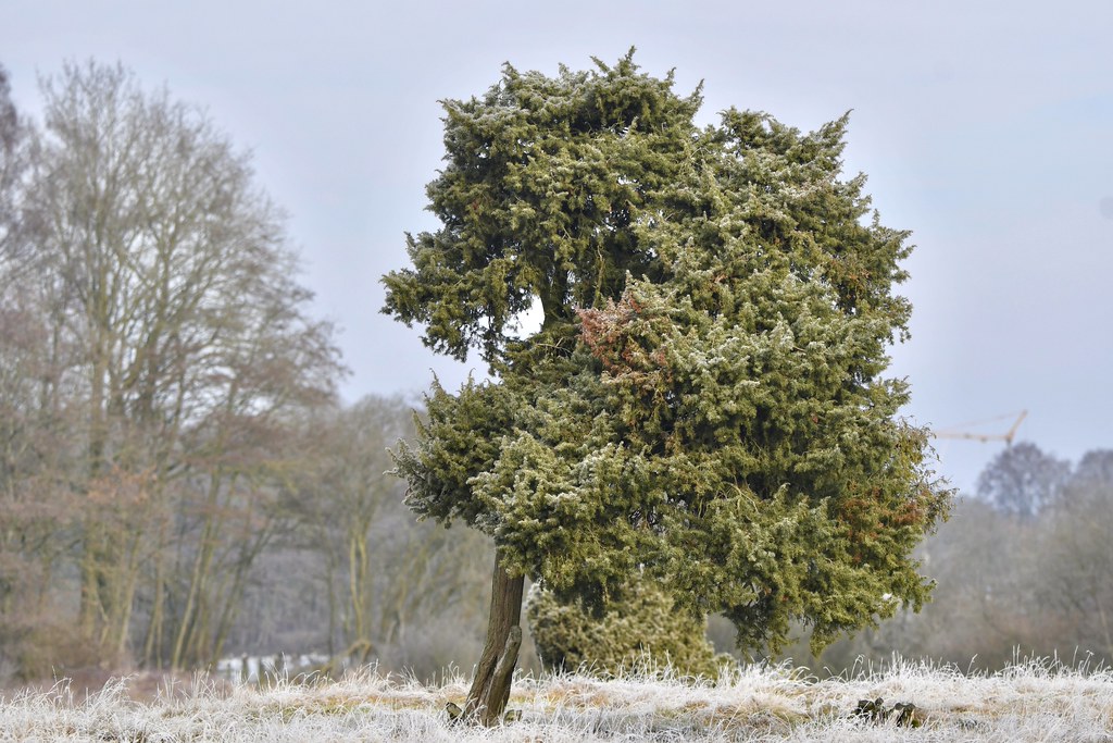 Juniperus Communis
