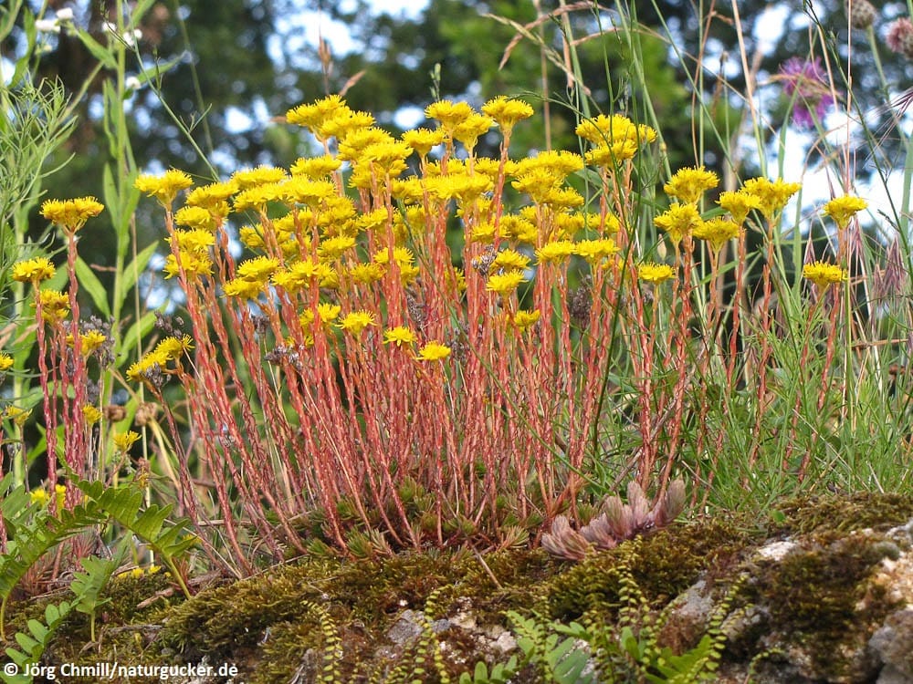 Tripmadam (Sedum rupestre) in voller Blüte mit gelben Blütenständen