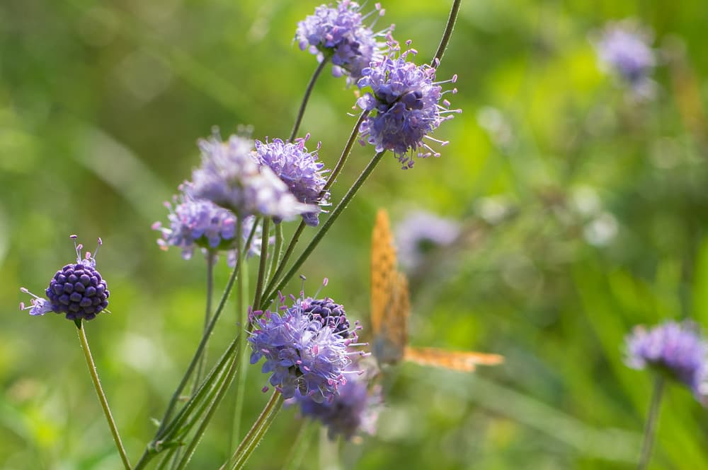 Gewöhnlicher Teufelsabbiss in Blüte