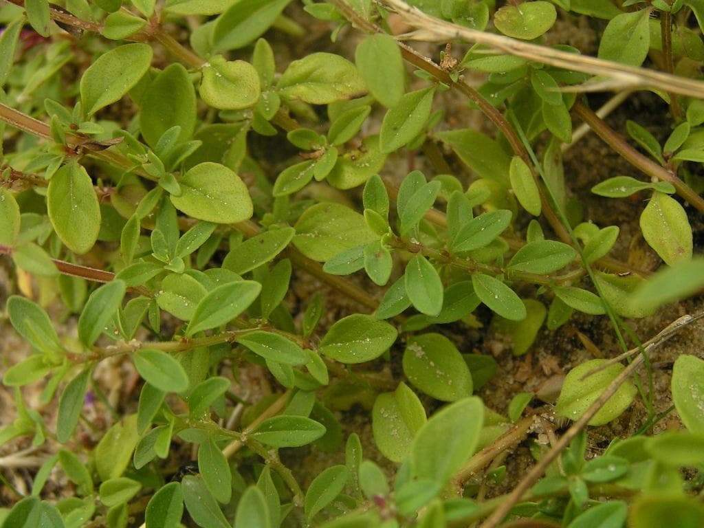 Arznei Thymian Blatt