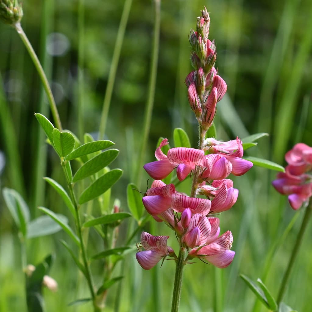 Saat-Esparsette mit rosa Blütentrauben