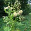 Kohldistel
