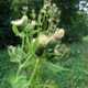 Kohldistel