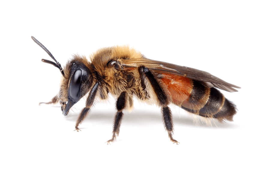 Andrena Florea