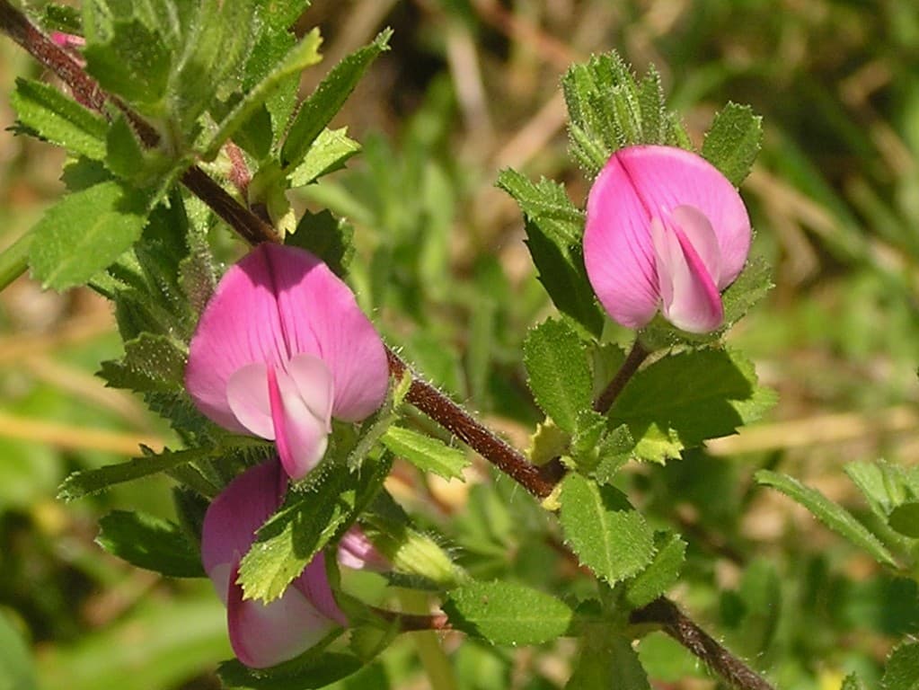 Kriechende Hauhechel Bluete
