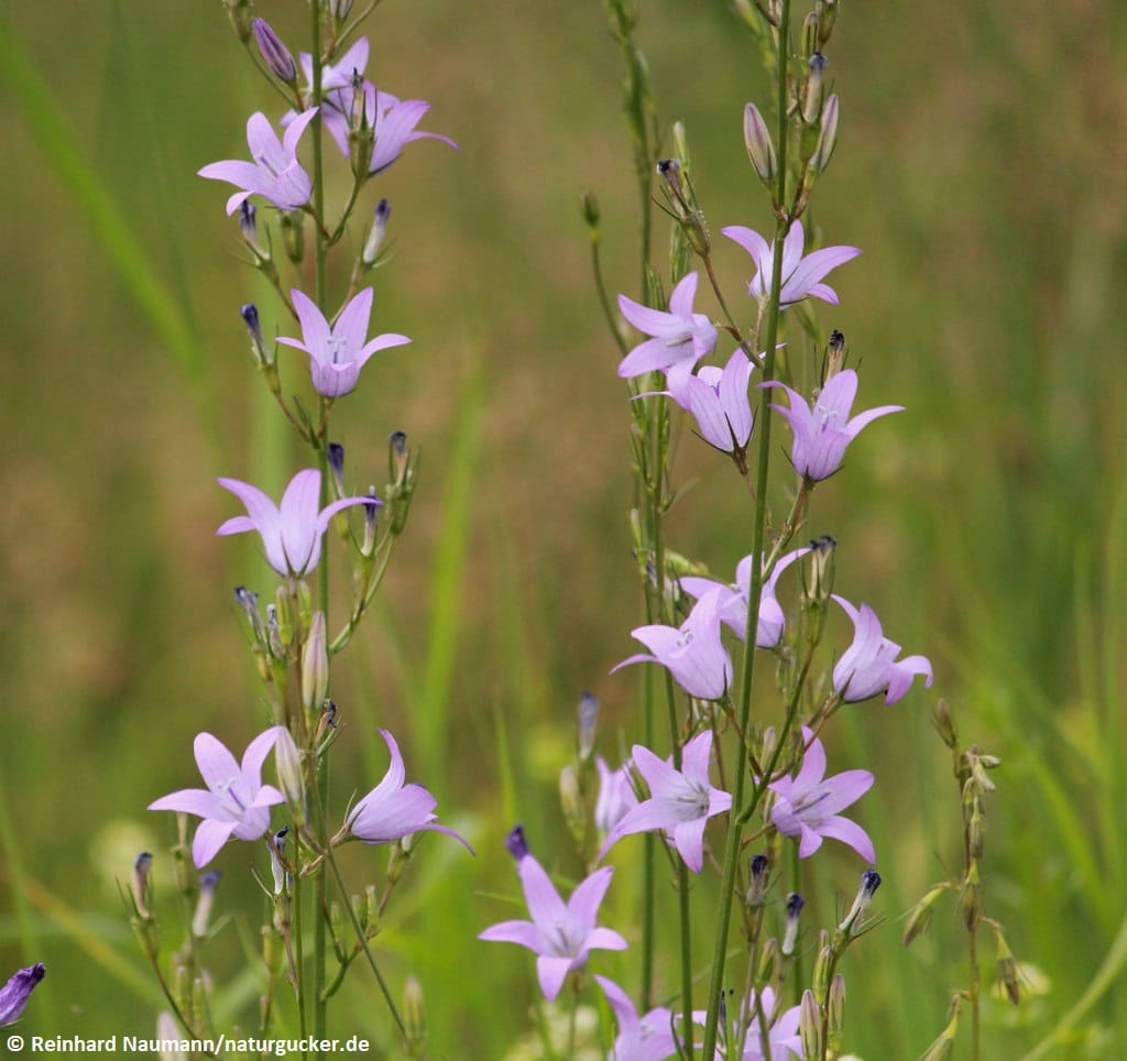 Rapunzelglockenblume in voller Blüte