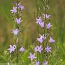 Rapunzelglockenblume