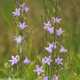 Rapunzelglockenblume