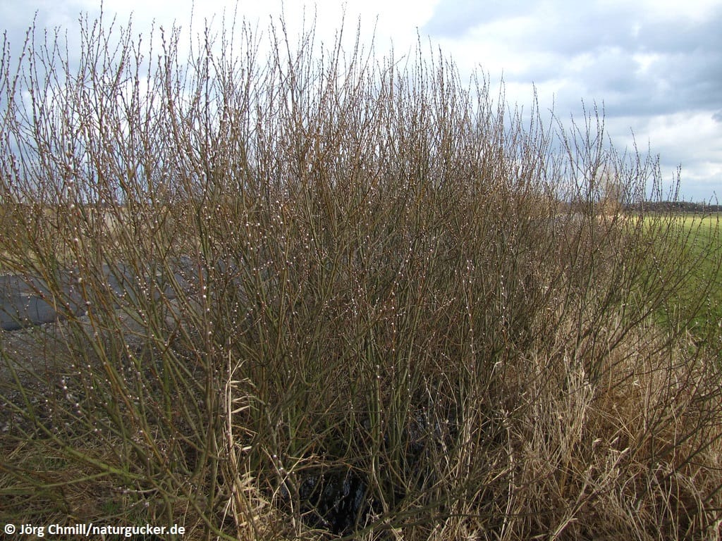 Purpurweide im Winterhabitat an feuchtem Standort