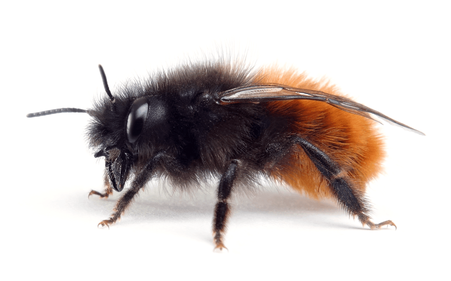 Osmia Cornuta