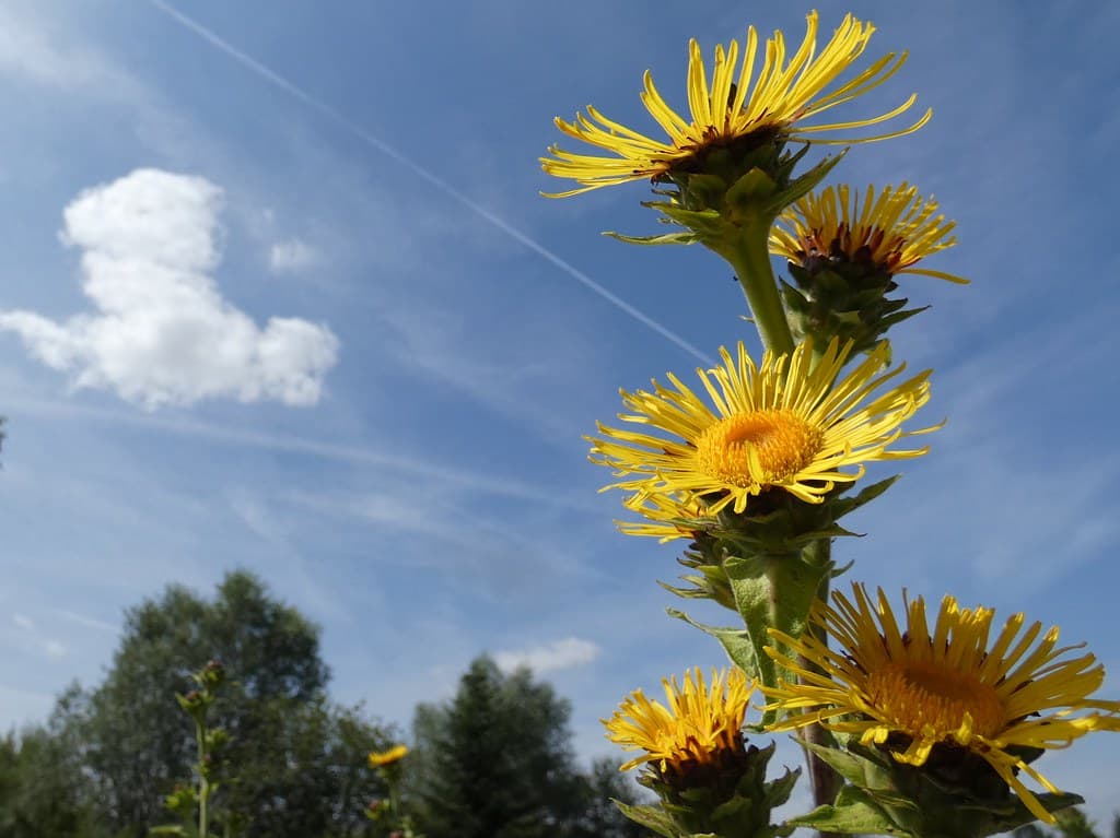 Echter Alant mit gelben Blüten gegen blauen Himmel