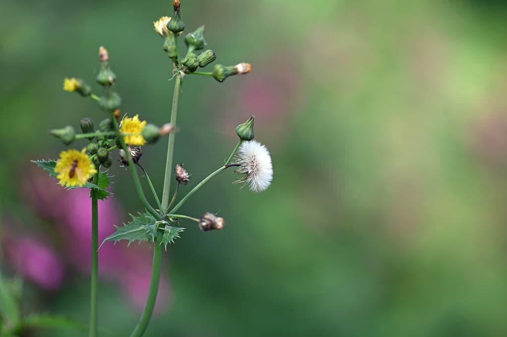 Raue Gänsedistel mit gelben Blüten und Samen