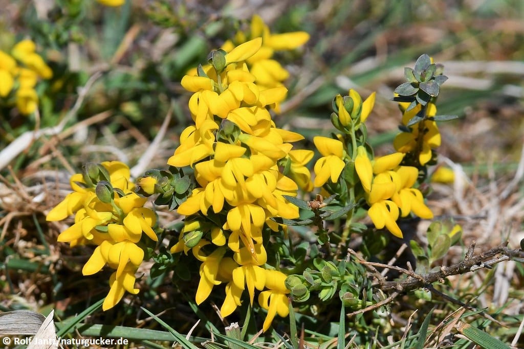Englischer Ginster in voller Blüte mit gelben Blütentrauben