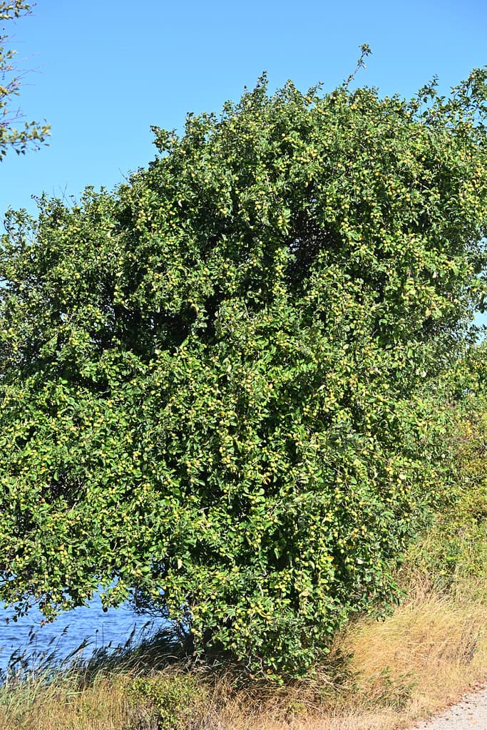 Holzapfel am Gewässer mit dichtem Blattwerk