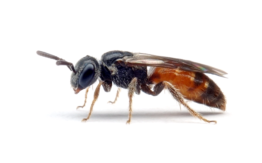 Sphecodes longulus