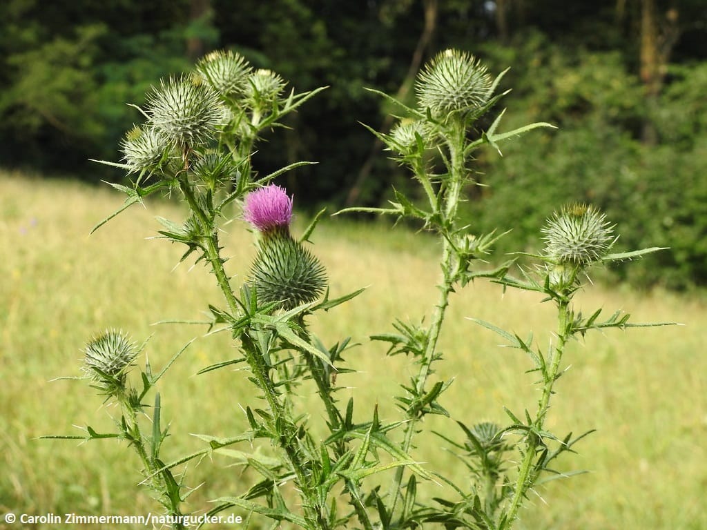 Gewöhnliche Kratzdistel mit rosa Blüte