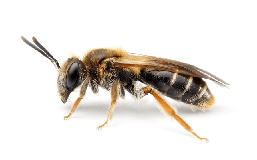 Andrena Chrysosceles