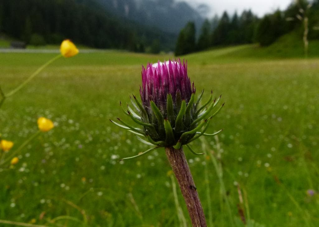 Berg Distel Bluete