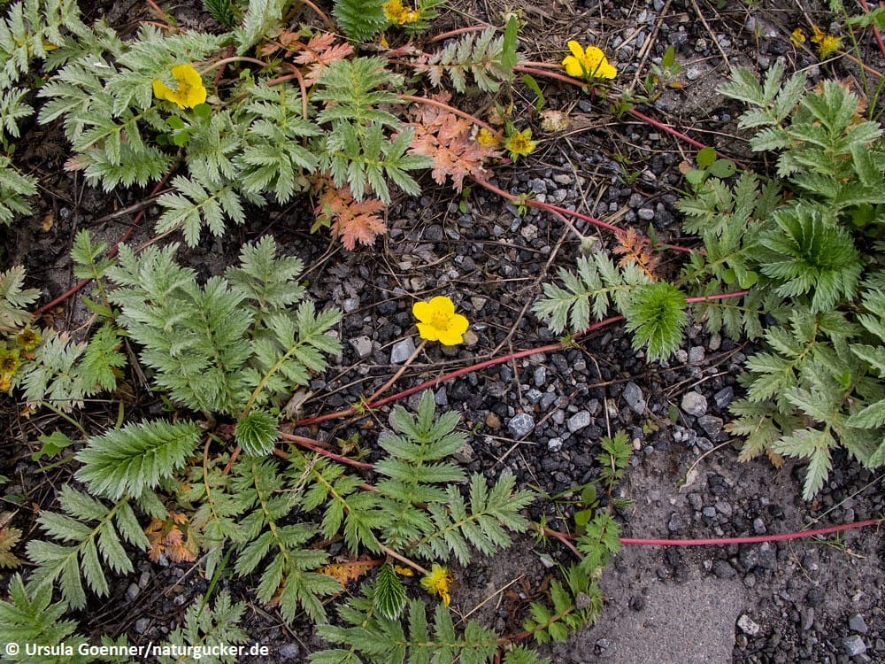Gänse-Fingerkraut mit gelben Blüten im Habitat