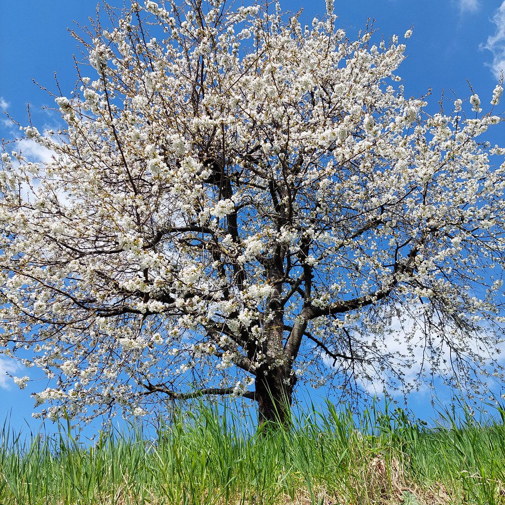 Kirschbaum Prunus