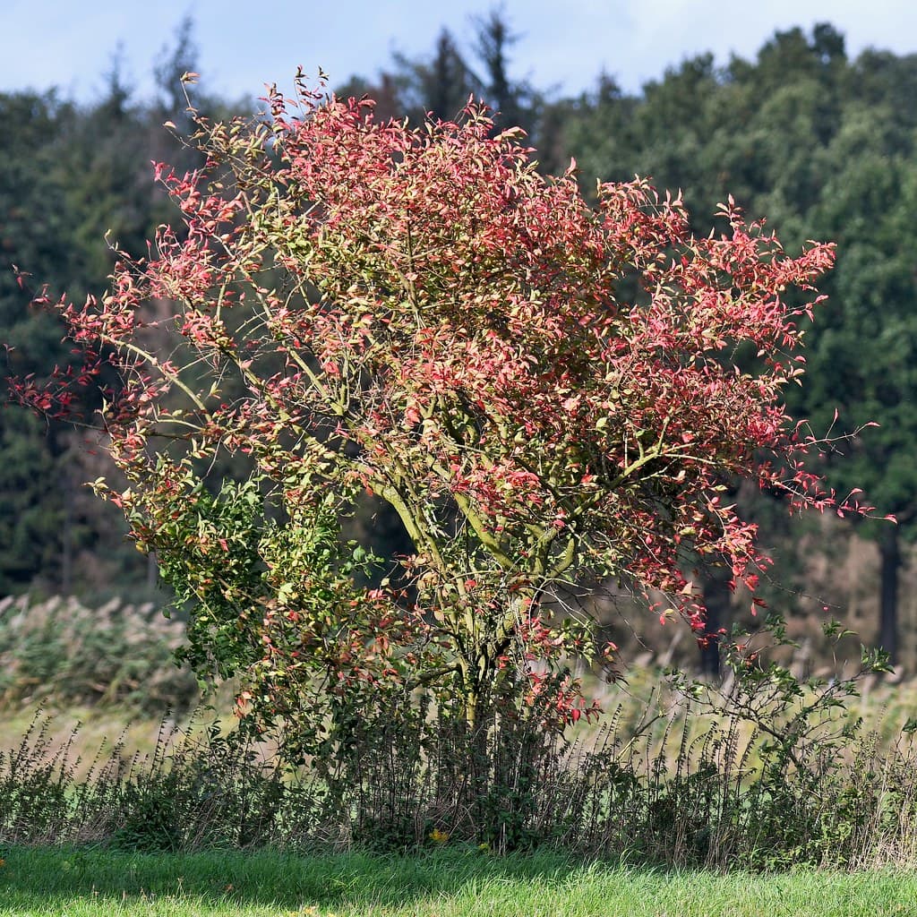 Pfaffenhütchen im Herbst mit rötlichen Früchten
