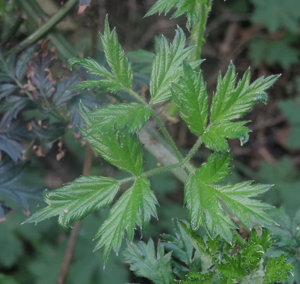 Schlitzblaettrige Brombeere Blatt