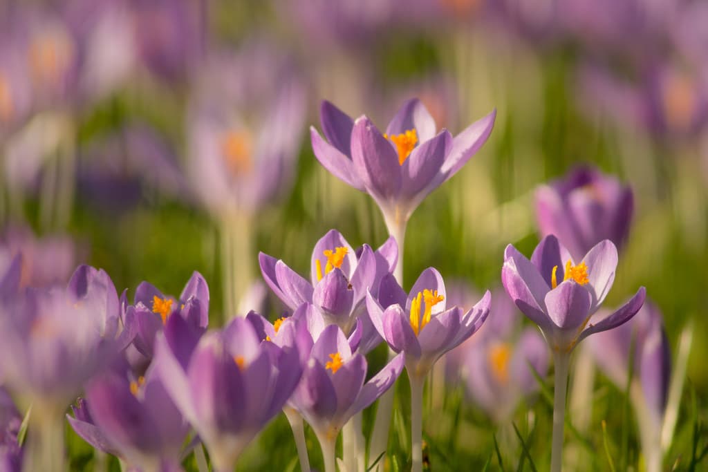 Elfen-Krokus in voller Blüte - Frühjahrsblüher