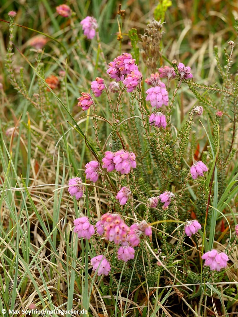 Moorglockenheide in voller Blüte mit rosa Blütentrauben