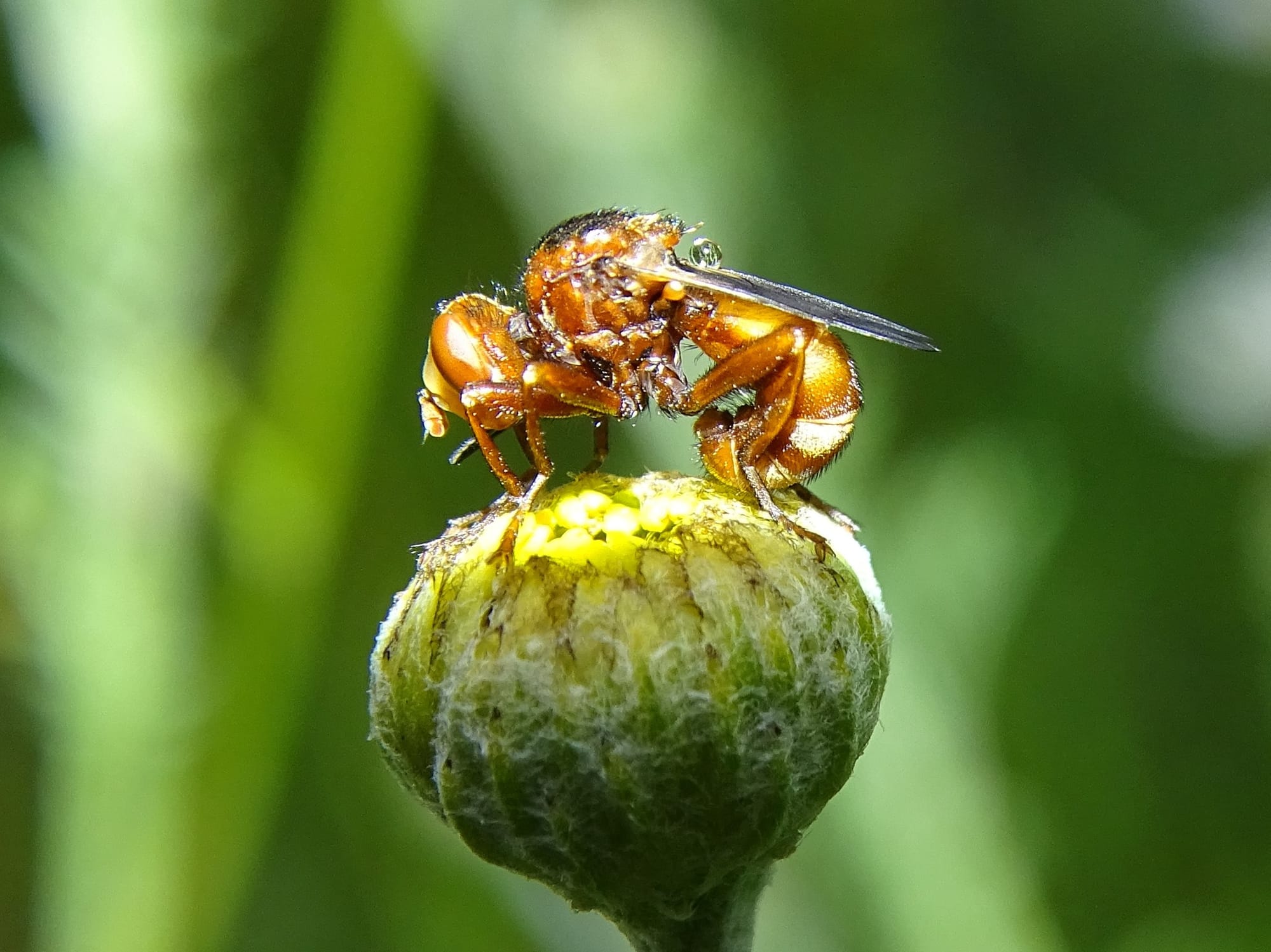 Fliegen