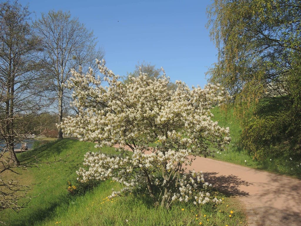 Kupfer-Felsenbirne in voller Blüte im Frühjahr
