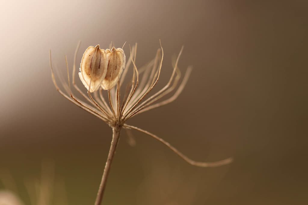 Dill Frucht