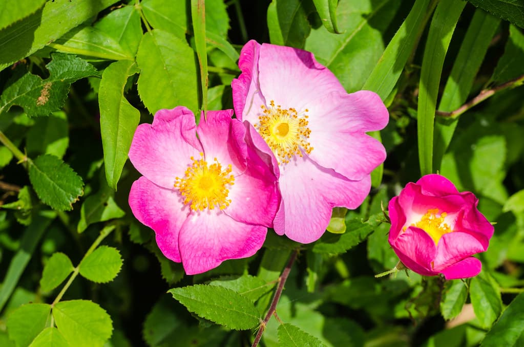 Essigrose: Rosa und weiße Blüten mit gelben Staubgefäßen
