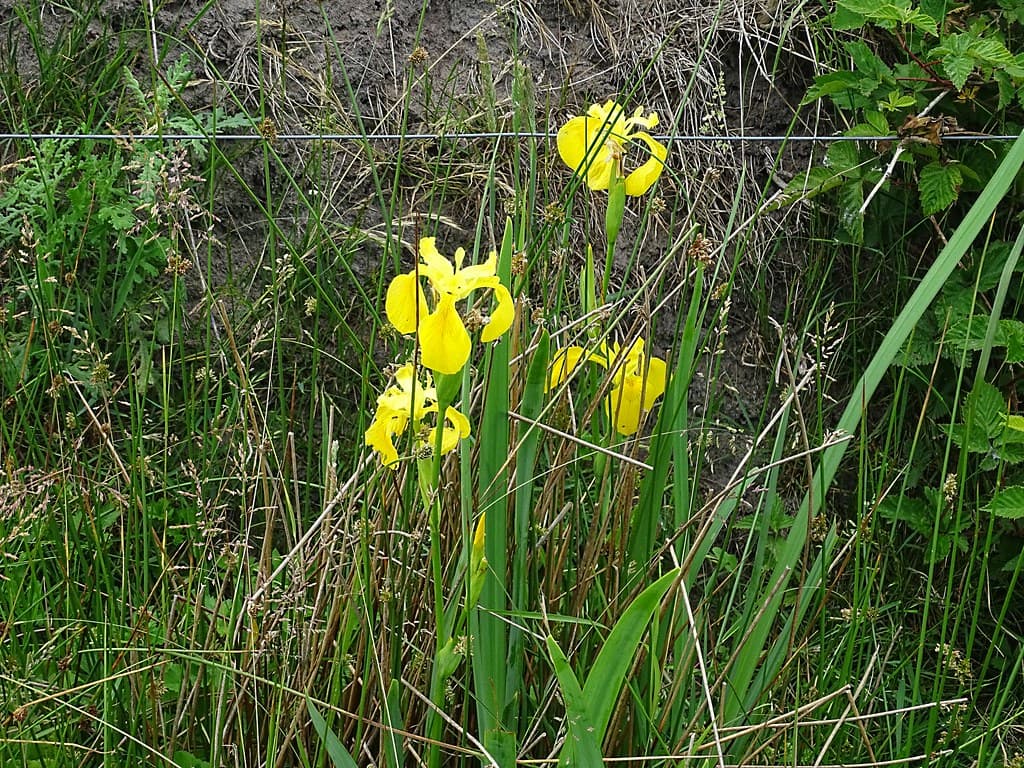 Sumpf Schwertlilie Habitus